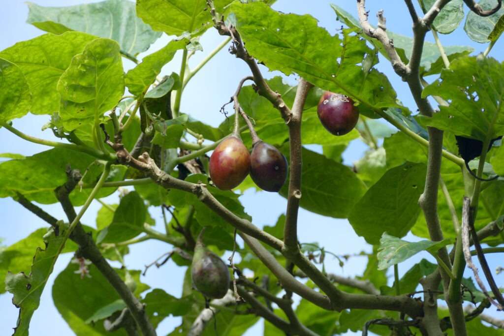 Plody tamarilla na stromě