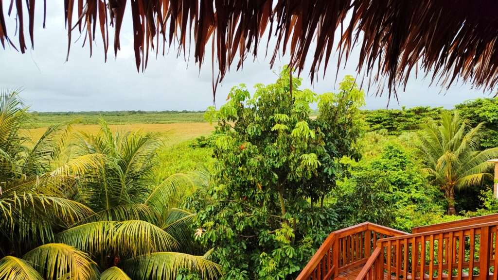 Výhled z palmové terasy na zelenou tropickou krajinu a planiny v dálce, Belize