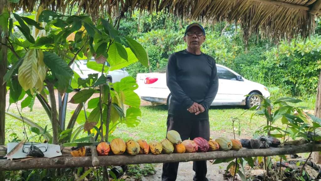 Prezentace sklizně kakaa místním farmářem v Belize