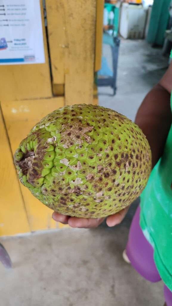 Detail tropického ovoce – breadfruit v Belize