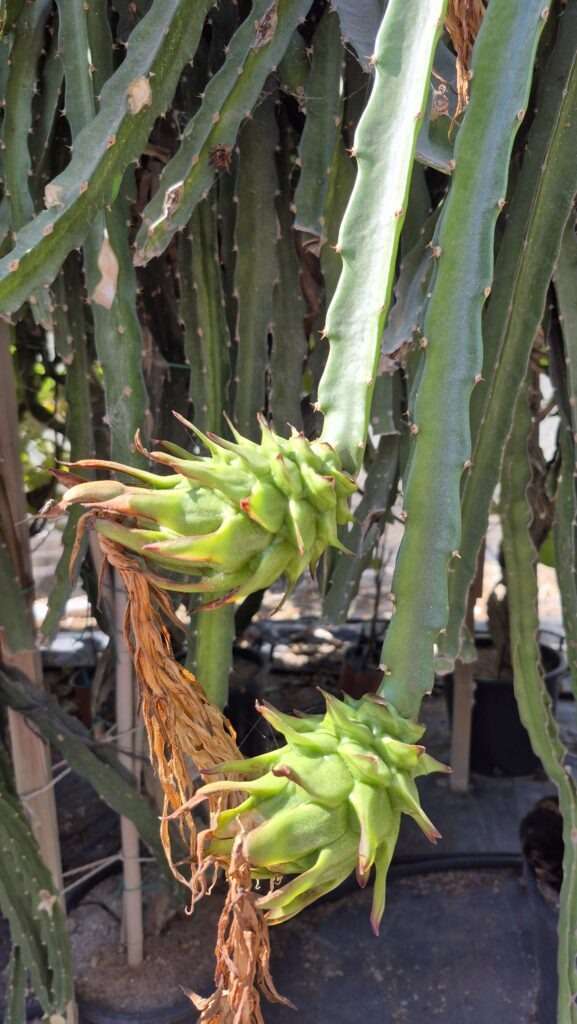 Rostoucí dračí plod na farmě s dragon fruit – Kypr