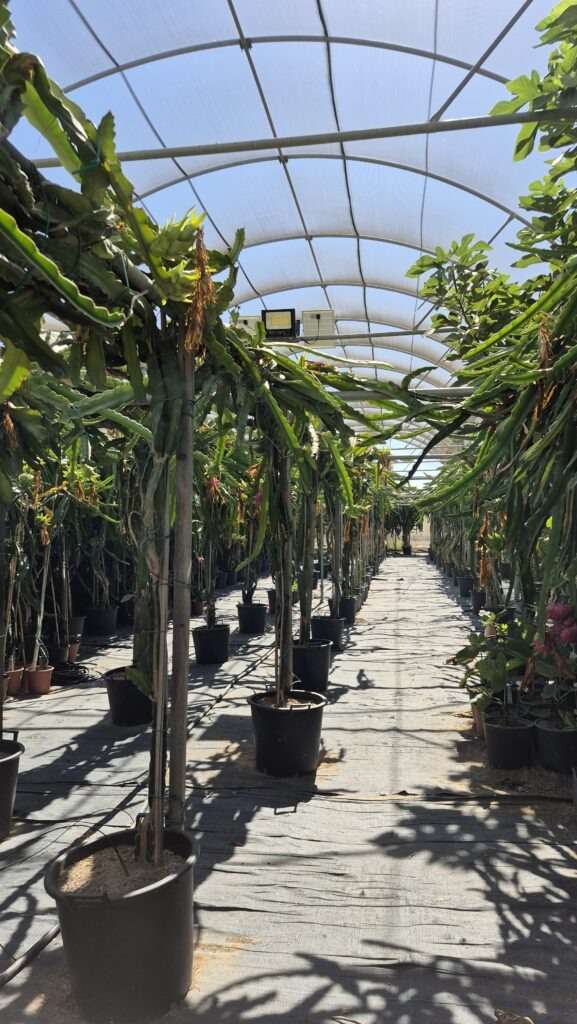 Rozkvetlé kaktusy pitahayi na farmě v jižní části Kypru