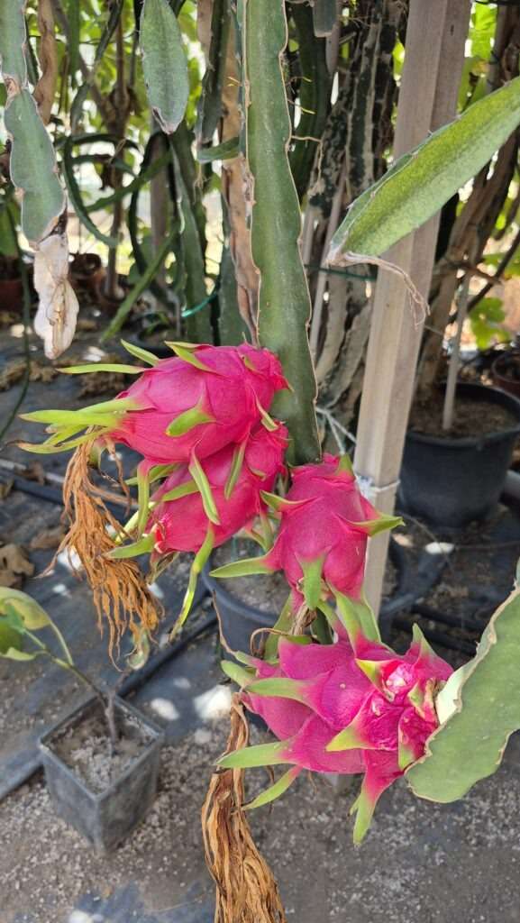 Plantáž s dračími plody – prohlídka farmy na Kypru