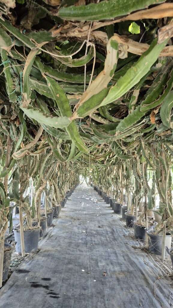 kaktusy pitahayi na farmě v jižní části Kypru