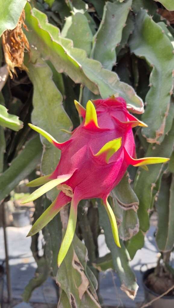 Růžový plod dračího ovoce – farma s exotickým ovocem na Kypru