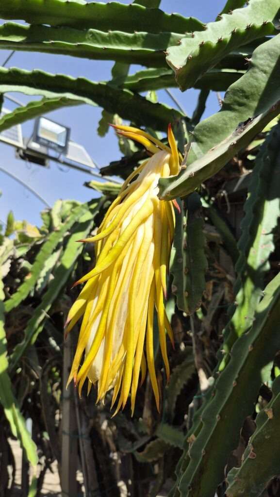 Žlutý květ kaktusu pitahayi na farmě na Kypru