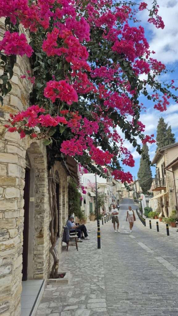 Krásně kvetoucí bugenvilea ve vesnici Lefkara