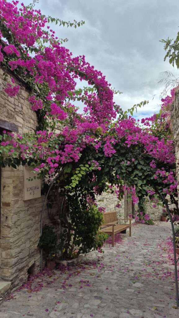 Krásně kvetoucí bugenvilea ve vesnici Lefkara