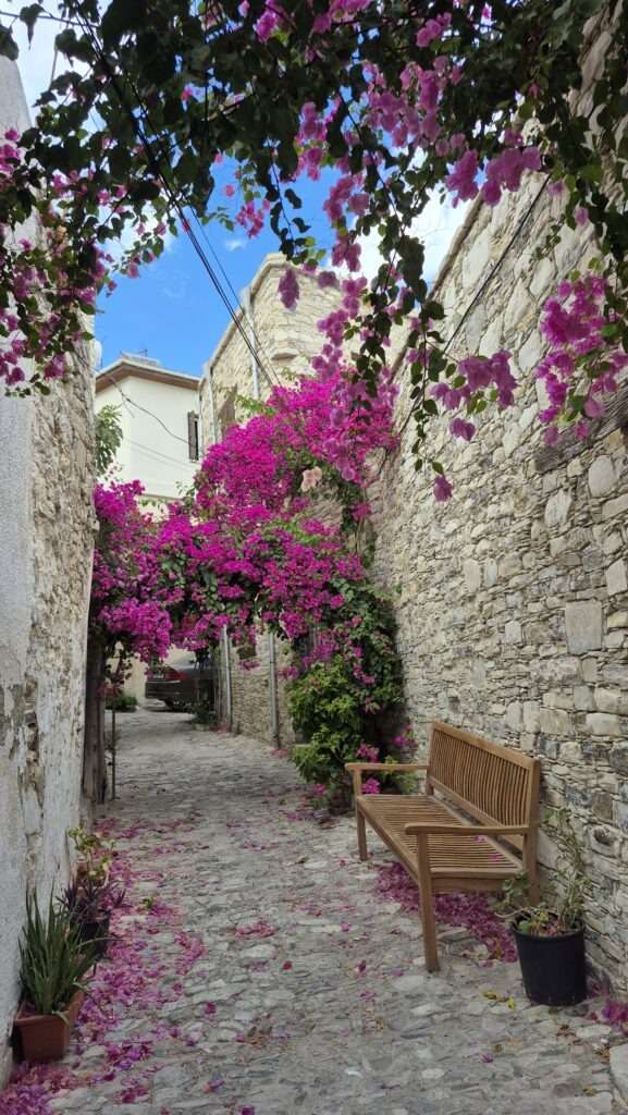 Krásně kvetoucí bugenvilea ve vesnici Lefkara