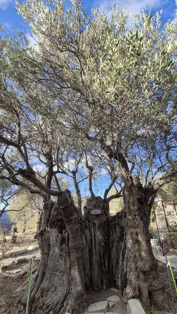 Starý olivovník v horách Kypru – přírodní zajímavost