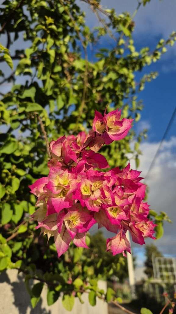 růžové květy bougainvillea proti modré obloze na Madeiře