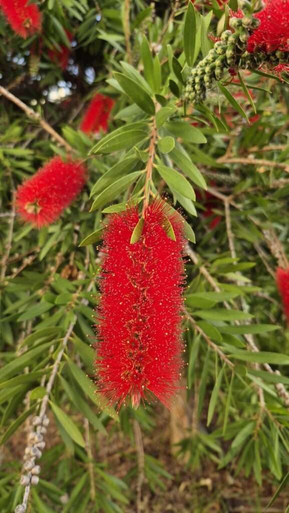 červený kartáčovitý květ rostliny callistemon