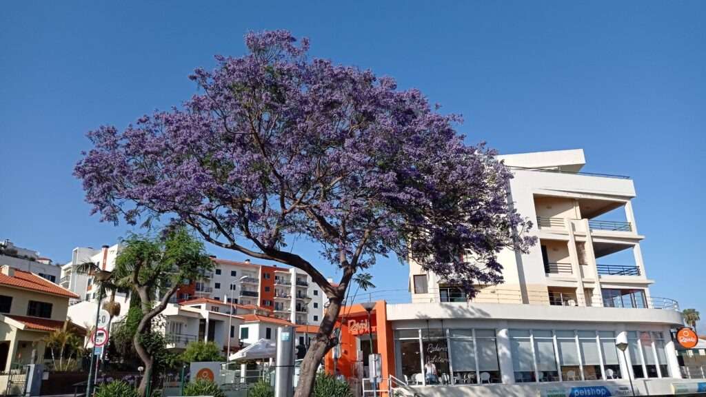 strom jacaranda s fialovými květy ve městě Funchal