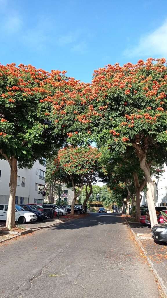 ulice lemovaná stromy s červenými květy ve městě Funchal