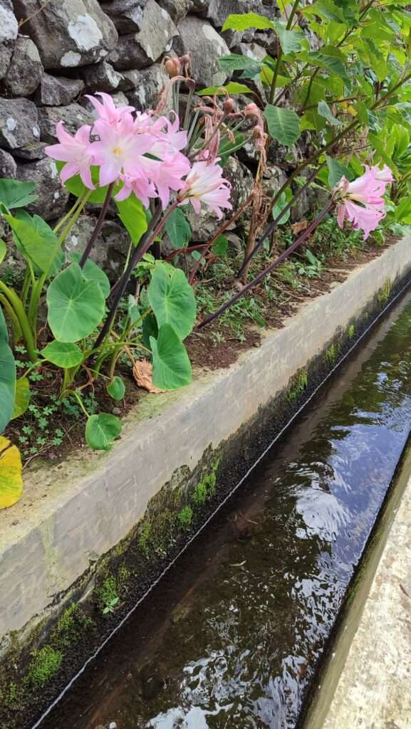růžové květy Amaryllis belladonna rostoucí podél levady na Madeiře