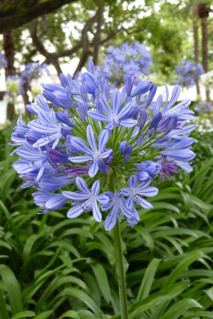 modrofialový květ agapanthus v zahradě na Madeiře