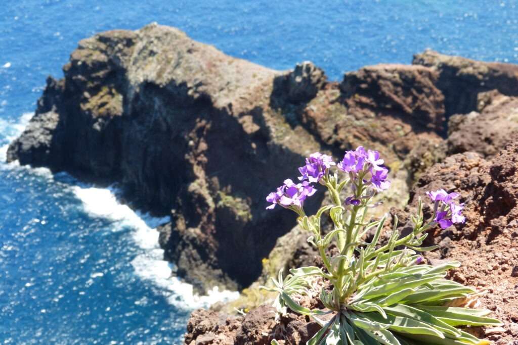 fialy rostoucí na útesu nad oceánem na Madeiře