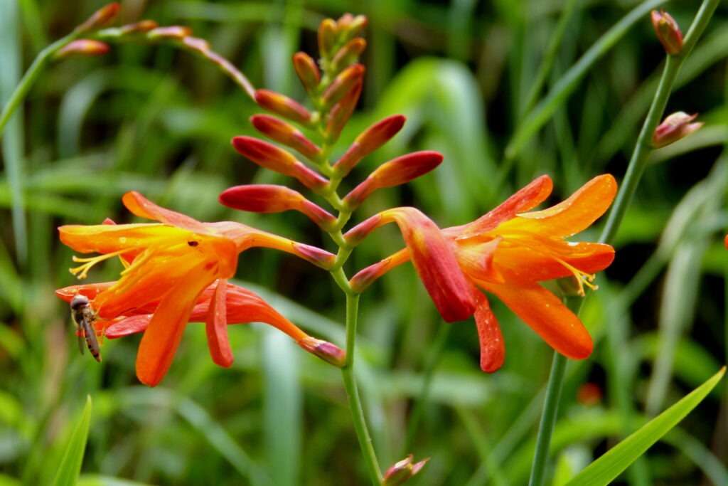 exotický oranžový květ montbrécie v detailu