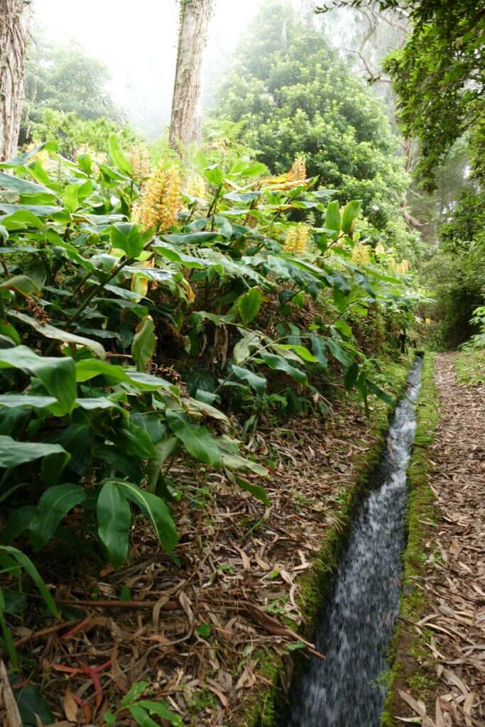 levada stezka obklopená bujnou tropickou vegetací a květy motýlovce na Madeiře
