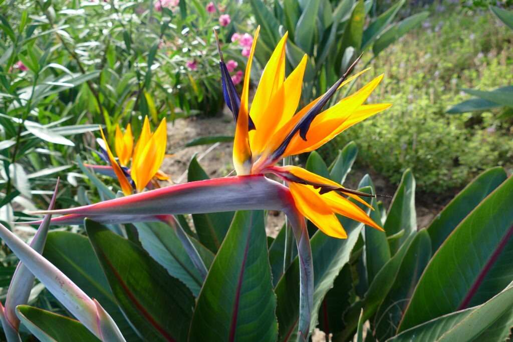 květ strelitzia bird of paradise v tropické zahradě