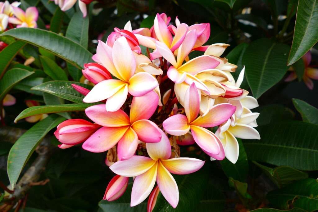 květy plumerie frangipani s růžovo žlutými okvětními lístky