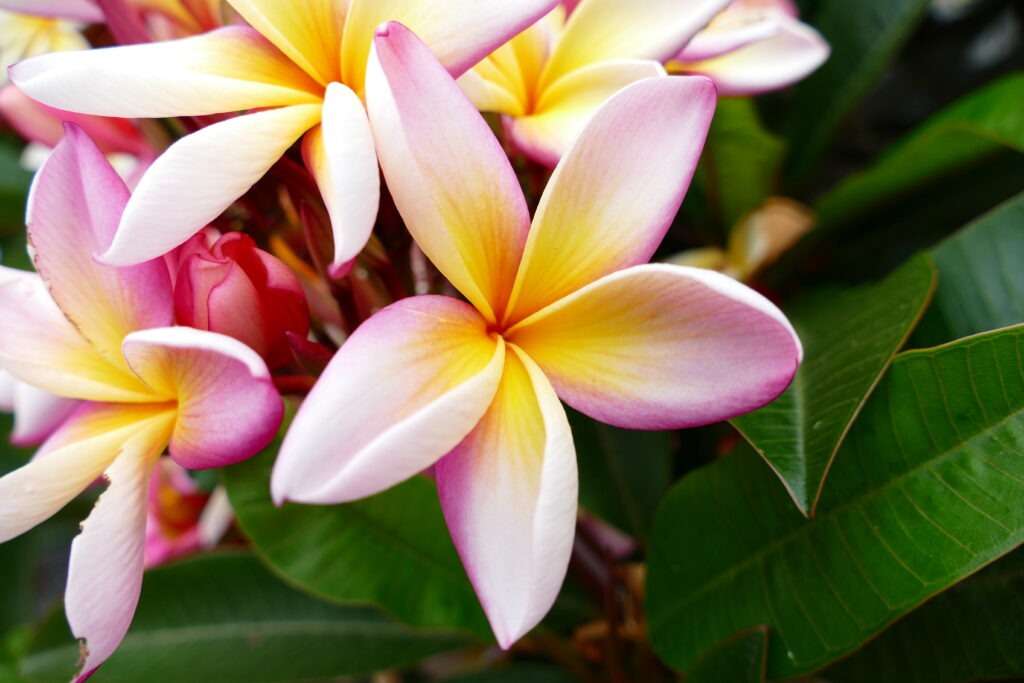 detail květu plumerie frangipani