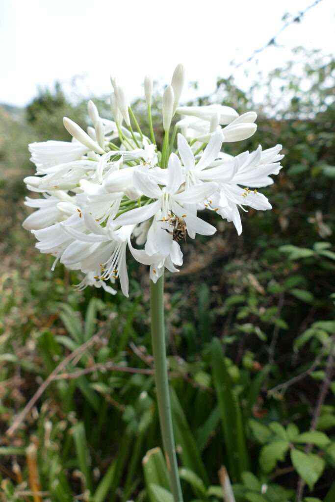 bílý květ agapanthus v tropické zahradě Madeiry